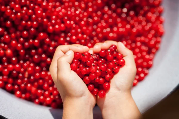 Руки ребенка, проведение красной смородины в форме сердца — стоковое фото