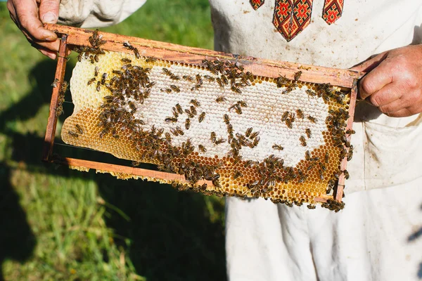 Пчеловод рама Сота — стоковое фото
