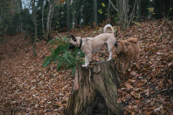 Собаки, ходьба Открытый — стоковое фото