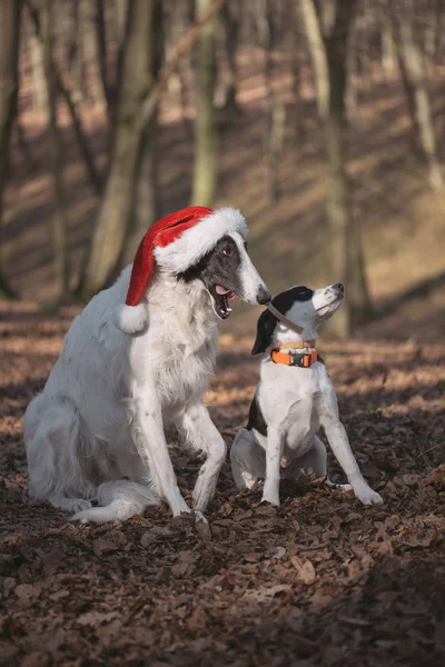 Две собаки в Санта костюмы — стоковое фото