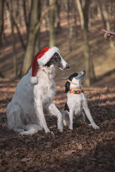 Две собаки в Санта костюмы — стоковое фото