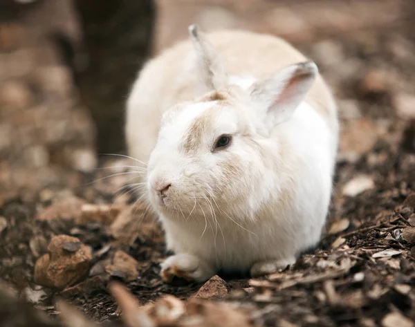 Белый кролик в осеннем лесу — стоковое фото