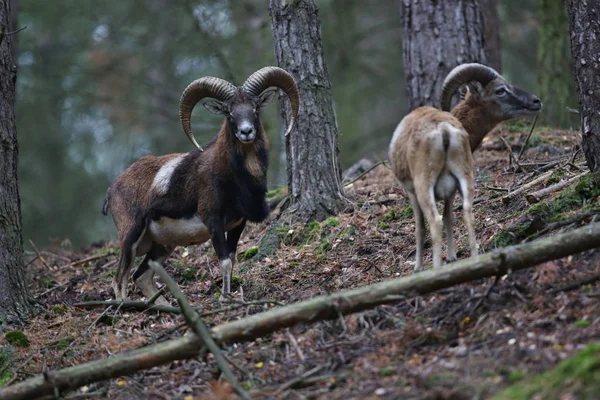 Европейские муфлоны в лесу — стоковое фото