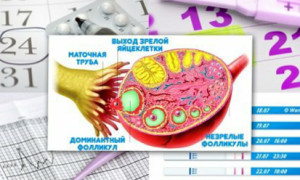 Когда покажет тест при поздней овуляции