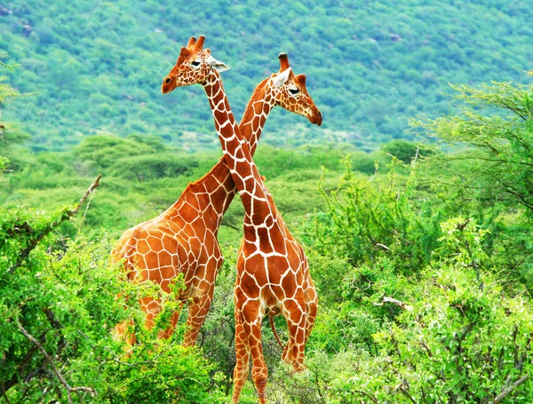 Борьба двух жирафов — стоковое фото