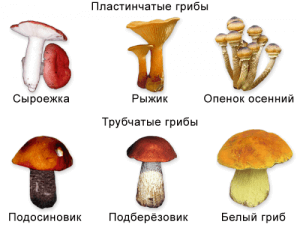 Грибы как отличить съедобные грибы
