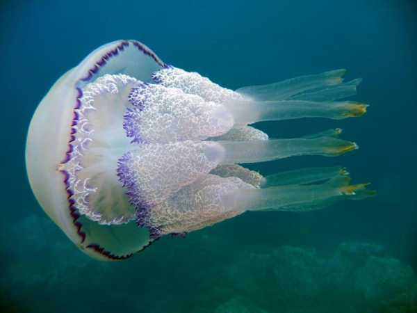 Чем питаются медузы в черном море
