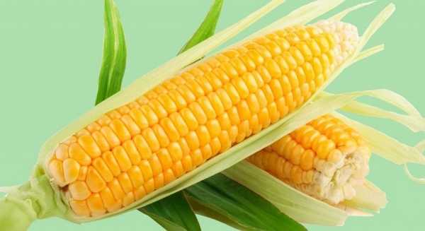 Как сварить вкусно кормовую кукурузу