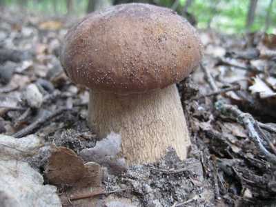 Сушат ли польский гриб